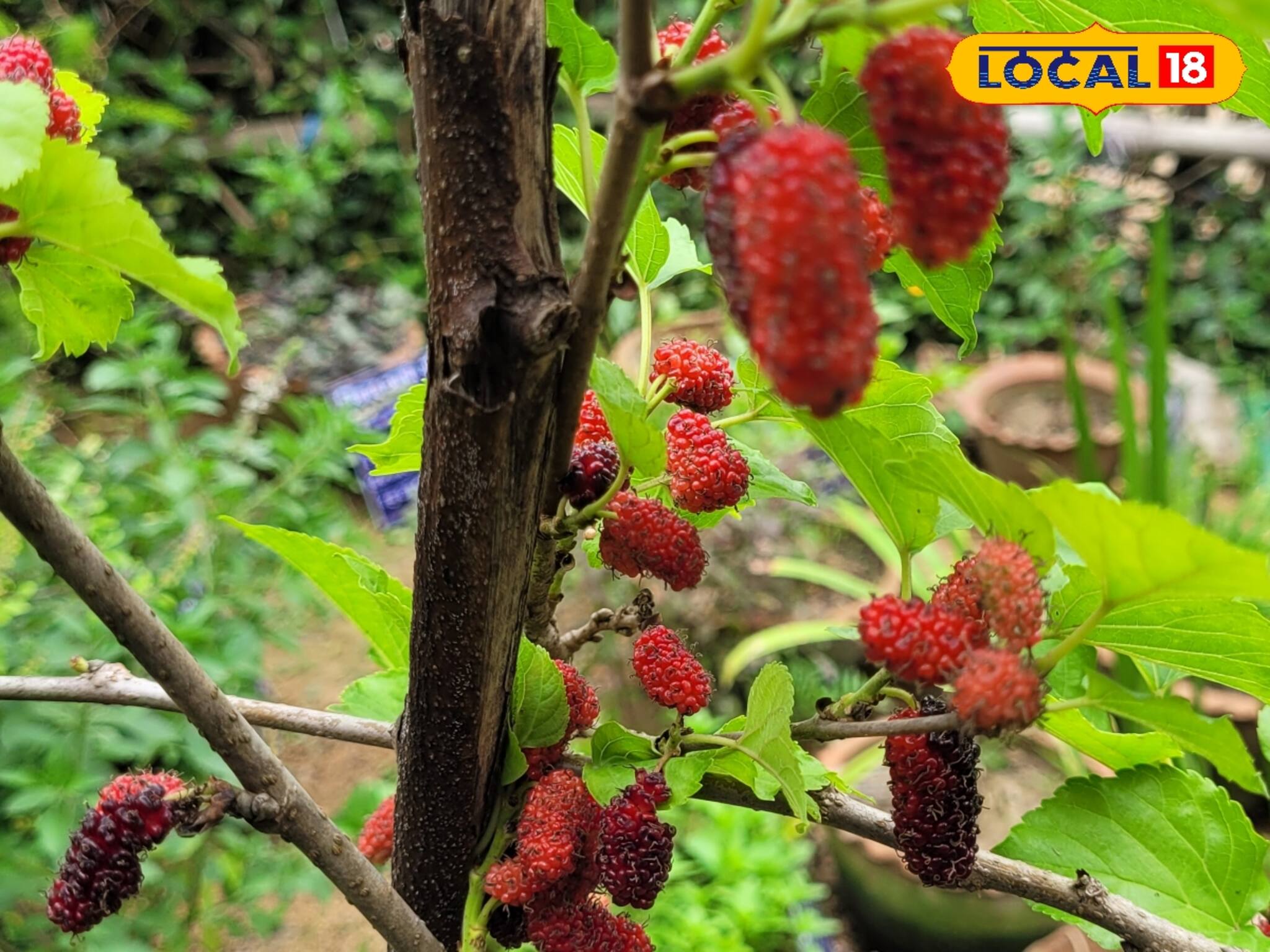 Mulberry Health Benefits: কোষ্ঠকাঠিন্য, কৃমি, জ্বর, সর্দি-কাশি-সহ বহু রোগে দারুণ কাজের এই ফল
