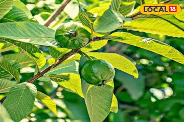 ডায়াবেটিস, কোলেস্টেরল, ত্বক, চুলের সমস্যা-সহ বহু রোগের মহা-ওষুধ পেয়ারা পাতা ডায়াবেটিস, কোলেস্টেরল, ত্বক, চুলের সমস্যা-সহ বহু রোগের মহা-ওষুধ পেয়ারা পাতা