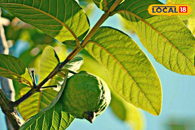 অভিজ্ঞ আয়ুর্বেদ চিকিৎসক সুখদেব শর্মা জানান, শুধু পেয়ারা নয়। পেয়ারার পাতার মধ্যেও রয়েছে উপকার। মুখের ভেতর ব্যাকটেরিয়া জনিত সংক্রমণ প্রতিরোধে সাহায্য করে এই পেয়ারা পাতা।
