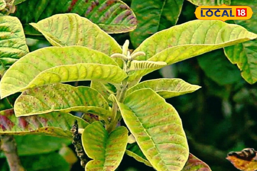 পেয়ারা পাতার জল খেলে রক্তে সুগারের মাত্রাও নিয়ন্ত্রণে থাকে। ডায়াবেটিসের রোগীর জন্য কচি পেয়ারা পাতা দারুণ উপকারী। পেয়ারা পাতায় থাকা ফেনোলিক সুগারের মাত্রা কমাতে সাহায্য করে।