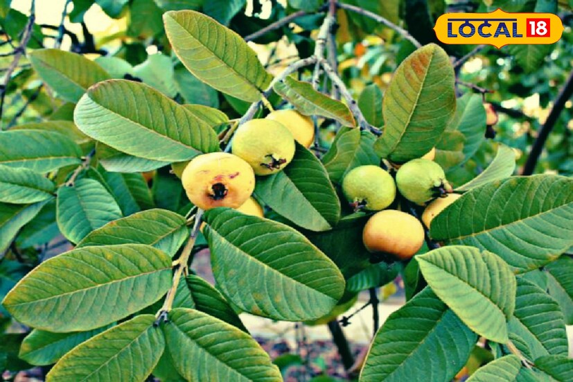 চুলের স্বাস্থ্যের জন্যও পেয়ারা পাতা উপকারী। চুল পড়া বন্ধ করতে এবং চুলের গোড়া মজবুত করতে সাহায্য করে এই পাতা। পেয়ারা পাতা ফুটিয়ে ওই জল মুখে ও চুলের গোড়ায় স্প্রে করলে উপকার পাওয়া যায়।