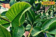ডায়াবেটিস, কোলেস্টেরল, ত্বক, চুলের সমস্যা-সহ বহু রোগের মহা-ওষুধ পেয়ারা পাতা