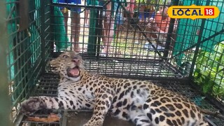 খাঁচায় লেপার্ড খাঁচায় লেপার্ড