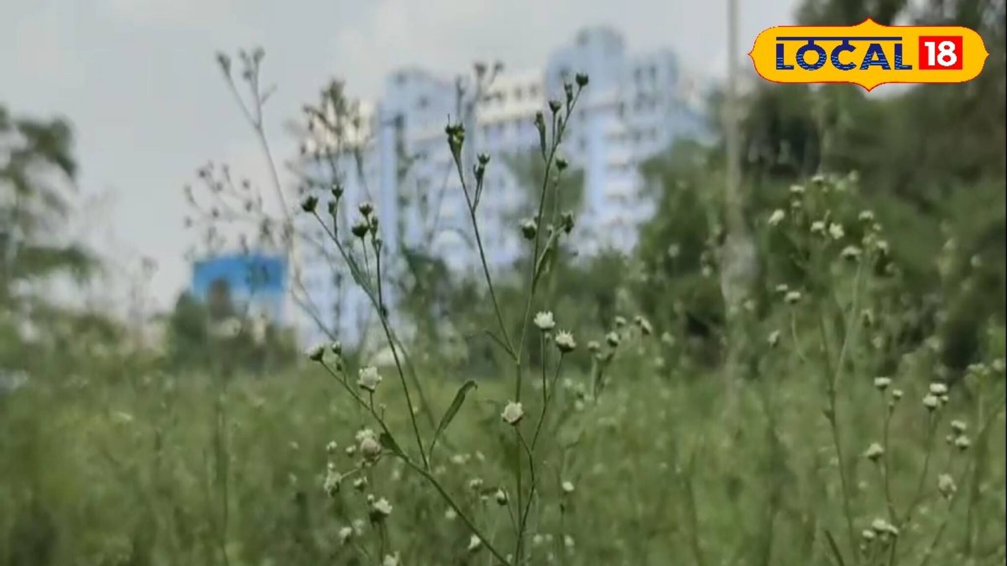 এই আগাছাই ডেকে আনবে মৃত্যু...! বিষাক্ত পার্থেনিয়াম একবার শরীরে গেলেই সর্বনাশ!