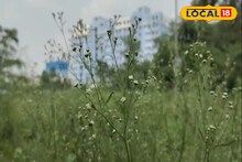 এই আগাছাই ডেকে আনবে মৃত্যু...! বিষাক্ত পার্থেনিয়াম একবার শরীরে গেলেই সর্বনাশ!