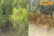 ঝড়ে ছিঁড়েছে জাল, যে কোন‌ও সময় গ্রামে ঢুকতে পারে রয়্যাল বেঙ্গল
