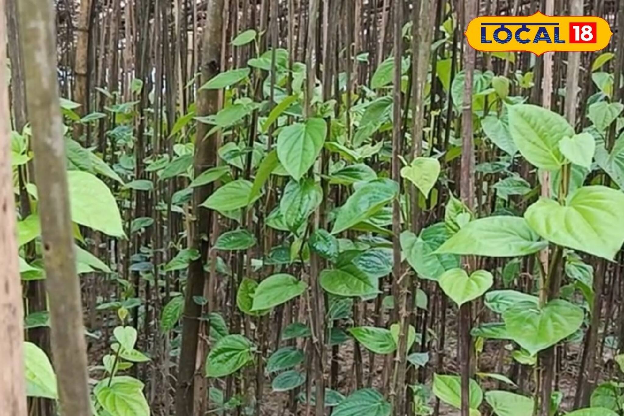 প্রবল বৃষ্টিতে নষ্ট হচ্ছে পান গাছ! জেলায় হু হু করে বাড়ছে পান পাতার দাম