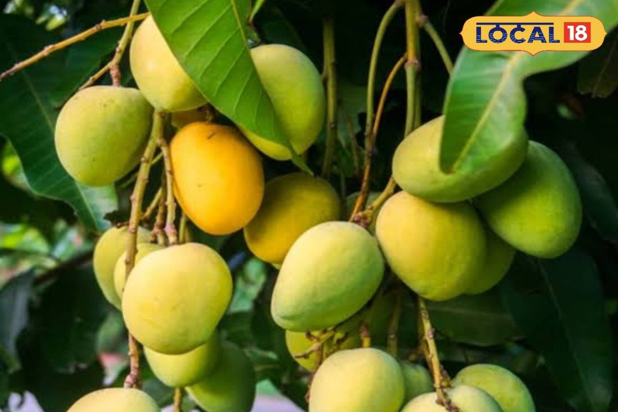 বাজার কাঁপাচ্ছে জর্দালু আম, যেমন স্বাদ-তেমন গন্ধ! আপনি খেয়েছেন?