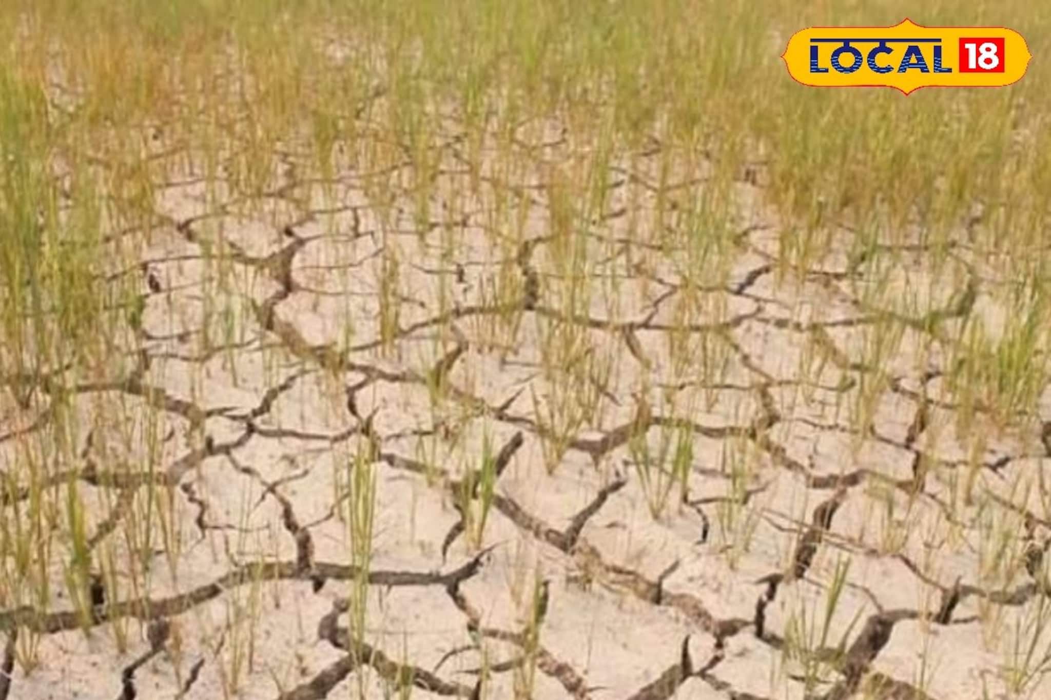 দক্ষিণবঙ্গে বর্ষা ঢুকতে দেরি, ধানের চাষ শুরুই করতে পারছেন না কৃষকরা