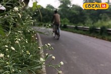 জেলা জুড়ে বাড়ছে পার্থেনিয়াম, নির্মূল করতে তৎপর স্থানীয় ‌যুবকরা