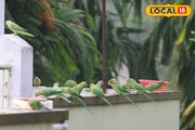 ডিনার করতে এই বাড়ির ছাদে প্রতিদিন আসে শয়ে শয়ে টিয়া!