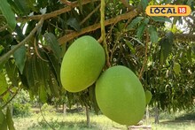 এবার দুবাই-ইংল্যান্ডে পাওয়া ‌যাবে মালদহের আম! ১৩০০কেজি আম পাঠানোর প্রস্তুতি শুরু