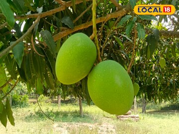 হিমসাগর