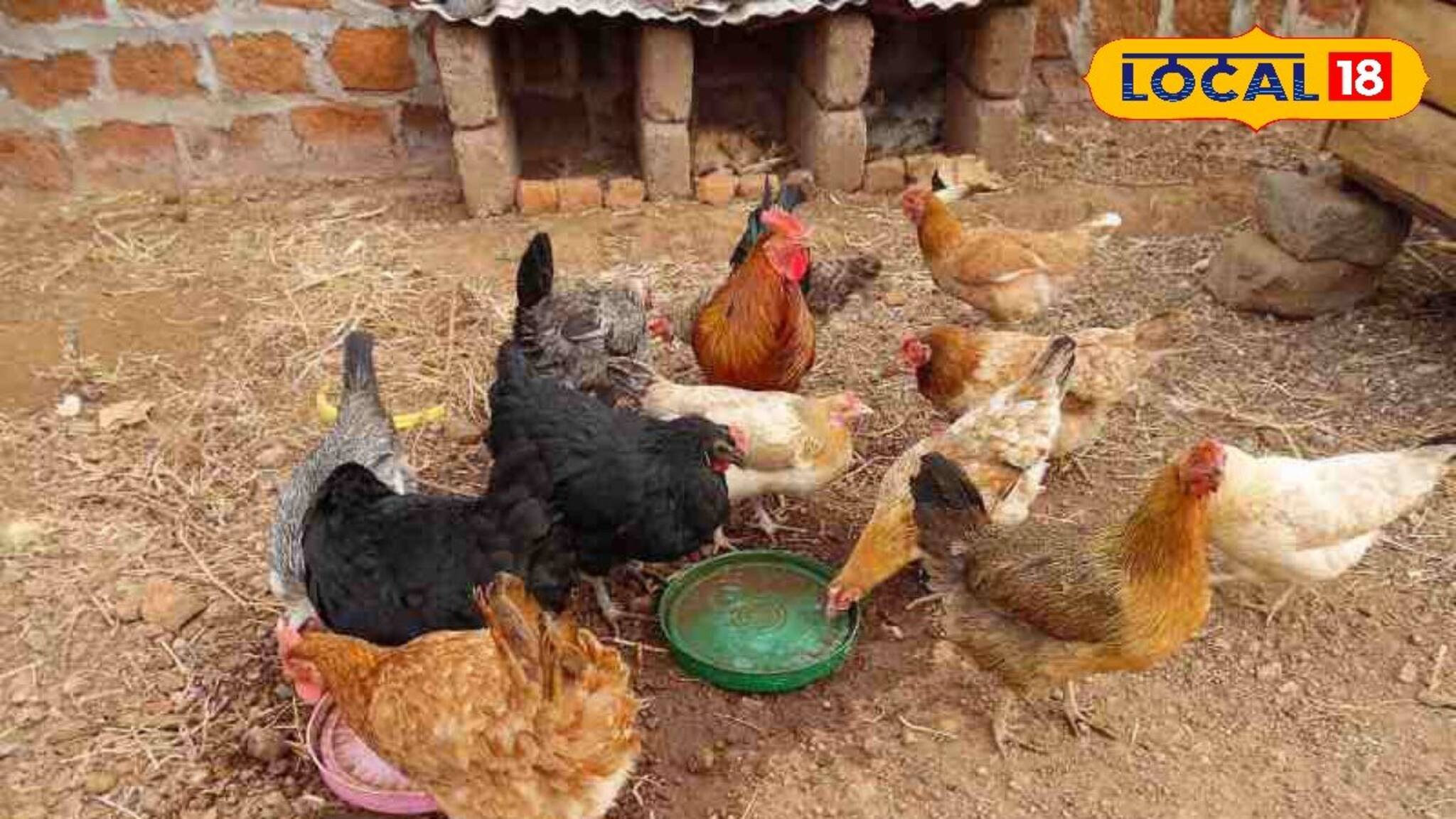 ওষুধ বা ইনঞ্জেকশন নয়! বাড়ির এই খাবারেই দ্রুত বাড়বে ঘরে পালিত হাঁস মুরগি! জানুন