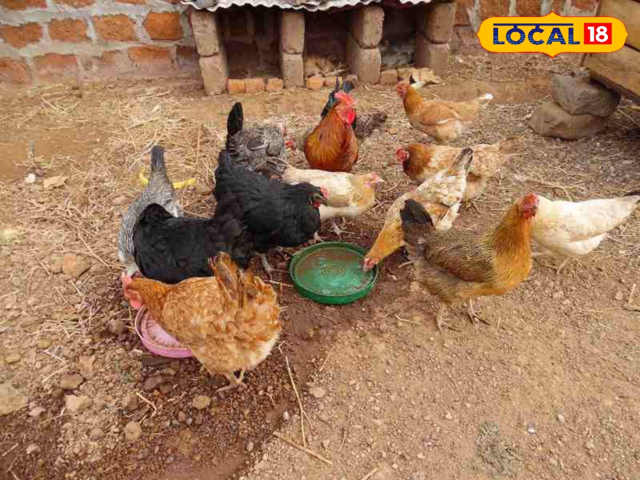 ওষুধ বা ইনঞ্জেকশন নয়! বাড়ির এই খাবারেই দ্রুত বাড়বে ঘরে পালিত হাঁস মুরগি! জানুন