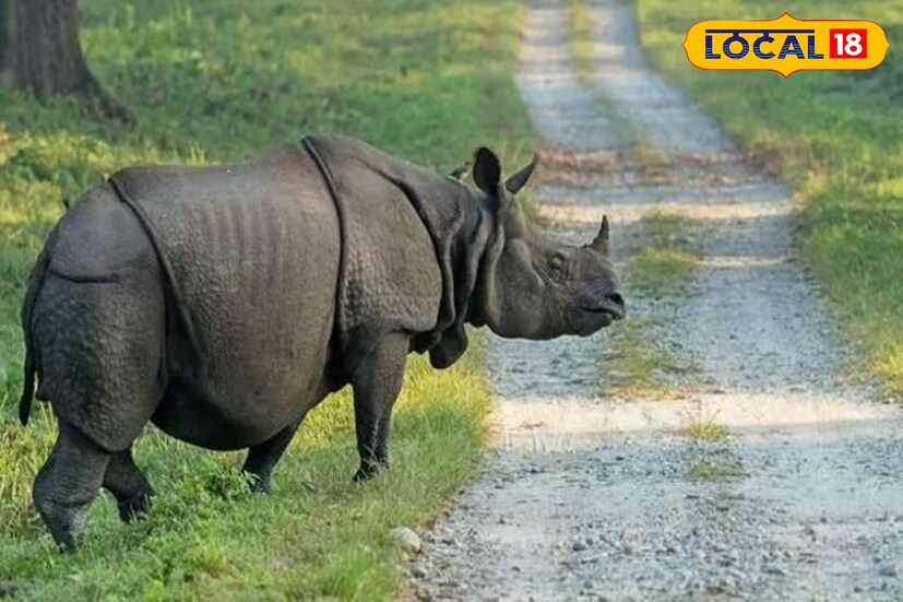 উত্তর-পূর্ব সীমান্ত রেল সূত্রে জানা যায়, জলদাপাড়ার শীর্ষ কর্তারা এবং প্রত্যেকজন বনকর্মী অক্লান্ত পরিশ্রম করেন এক শৃঙ্গ গন্ডার সংরক্ষণ করতে। এই জাতীয় উদ্যান ও একশৃঙ্গ গন্ডার দেশের হেরিটেজ। তথ্য বলছে, বর্তমানে দেশের এই জাতীয় উদ্যানে ২৯২টি গন্ডার রয়েছে। তাই জলদাপাড়া কর্তৃপক্ষকে কুর্নিশ জানাতেই রেলের এই পদক্ষেপ।