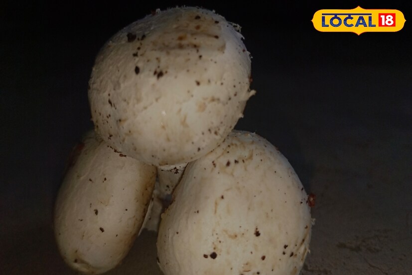 প্রীতিদেবী বলছেন, যারা অতিরিক্ত ওজনের জন্য সমস্যায় পড়েছেন, তাদের জন্য মাশরুম আশীর্বাদের থেকে কম কিছু নয়। তিনি জানিয়েছেন, কিছু গবেষণায় দেখা গিয়েছে মাশরুম খাওয়ার ফলে শরীরের ফ্যাট কমে। বিশেষ করে ভুঁড়ি কমাতে সাহায্য করে মাশরুম। তাই ডায়েটে মাশরুম রাখলে বেশ উপকার পাবেন।