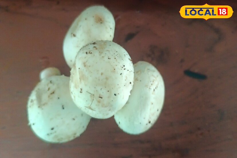 এই পুষ্টিবিদ জানিয়েছেন, ব্যাকটেরিয়া, জীবাণু সংক্রান্ত রোগ থেকে নিজেকে মুক্ত রাখতে হলে, শরীরের রোগ প্রতিরোধ ক্ষমতা বৃদ্ধি করতে হবে। মাশরুম খেলে সেই রোগ প্রতিরোধ বৃদ্ধি করা সম্ভব। কারণ এতে থাকে একাধিক অ্যান্টিঅক্সিডেন্ট। যা শরীরের ইমিউন সিস্টেমকে আরও উন্নত করে।