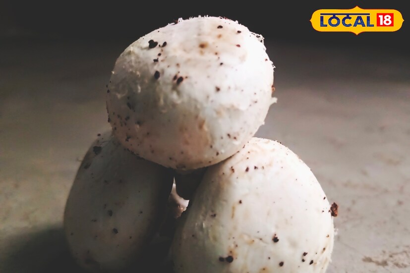 তিনি জানিয়েছেন, মাশরুম খেলে ব্লাড প্রেসার নিয়ন্ত্রণে রাখা সম্ভব। তিনি বলছেন, হাই ব্লাড প্রেসারের ফলে হার্ট অ্যাটাক, স্ট্রোকের মতো মারাত্মক রোগের আশঙ্কা বেড়ে যায়। কিন্তু পটাশিয়াম যুক্ত মাশরুম খেলে এই ব্লাড প্রেসার নিয়ন্ত্রণে রাখা সম্ভব।