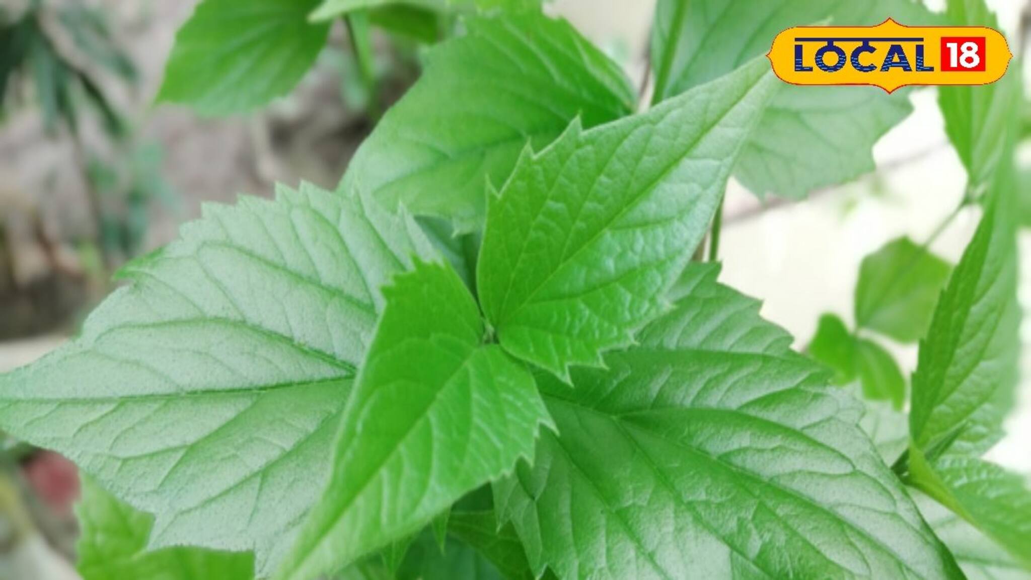 লোকে বলে 'দুঃখের বৃক্ষ', উপকার শুনলে আনন্দই-আনন্দ! আয়ুর্বেদের 'মহৌষধ' এই পাতা