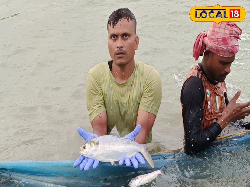 *ইলিশ মাছ নিয়ে মৎস্য বিজ্ঞানীদের দীর্ঘদিনের গবেষণা অবশেষে সফল হল। ইলিশ মাছ উৎপাদনের সঠিক সমীকরণ বের করতে পেরেছেন বিজ্ঞানীরা। অ্যাকোয়া কালচারের মাধ্যমে ইলিশ মাছের উৎপাদন শুরু শুধু সময়ের অপেক্ষা। ফাইল ছবি। 