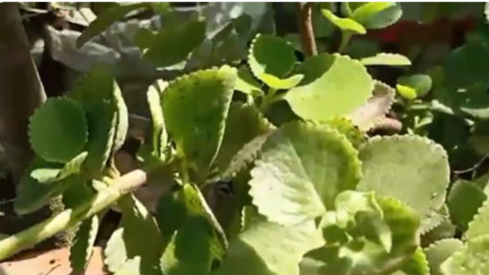 Health Care Tips: গরমে ঘনঘন পেটের সমস্যা? বাড়িতে এই গাছ থাকলেই রোগ থেকে মুক্তি! দেখুন ভিডিও