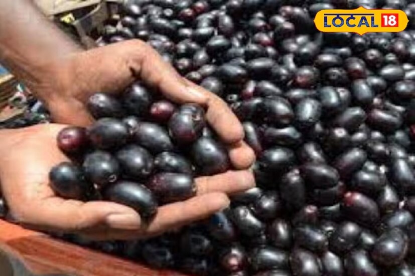 ঝাড়খণ্ডের হাজারিবাগ সদর হাসপাতালের আয়ুষ বিভাগের চিকিৎসক ডা. মকরন্দ কুমার (বিএএমএস, সরকারি আয়ুর্বেদিক কলেজ বেগুসরাই বিহার, ২৪ বছরের অভিজ্ঞতাসম্পন্ন) বলেন যে, কালো জামের মধ্যে প্রচুর পরিমাণে রয়েছে ঔষধি উপাদান। সুগারের রোগীদের জন্য তো এটি মহৌষধ। কিন্তু এই ফলের কিছু পার্শ্বপ্রতিক্রিয়াও রয়েছে। তিনি আরও বলেন যে, কালো জাম খেলে দেহে ব্লাড সুগারের মাত্রা কমে। এর ফলে যাঁদের রক্তে শর্করার মাত্রা কম, তাঁদের এই ফল ভুলেও খাওয়া উচিত নয়। যদি তাঁরা কালো জাম খেয়েও থাকেন, তাহলে সেটা খুবই স্বল্প পরিমাণে খেতে হবে।