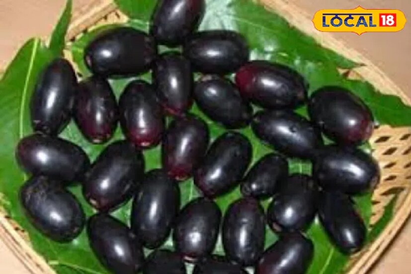 গরমের শুরু থেকে বর্ষার শেষ পর্যন্ত সময়টা জুড়ে প্রচুর পরিমাণে কালো জাম পাওয়া যায়। এই সময় বাজারেও দেখা মেলে এই ফলটির। টক-মিষ্টি স্বল্প কষাটে স্বাদের কালো জাম খেতেও খুব ভাল লাগে। শুধু কি তা-ই, এর একাধিক ঔষধি গুণও রয়েছে! অথচ কালো জাম যদি অতিরিক্ত পরিমাণে খাওয়া হয়, তাহলে তা স্বাস্থ্যের পক্ষে ক্ষতিকর হয়ে উঠতে পারে। যার জেরে কালো জাম অনেকেই খান না।
