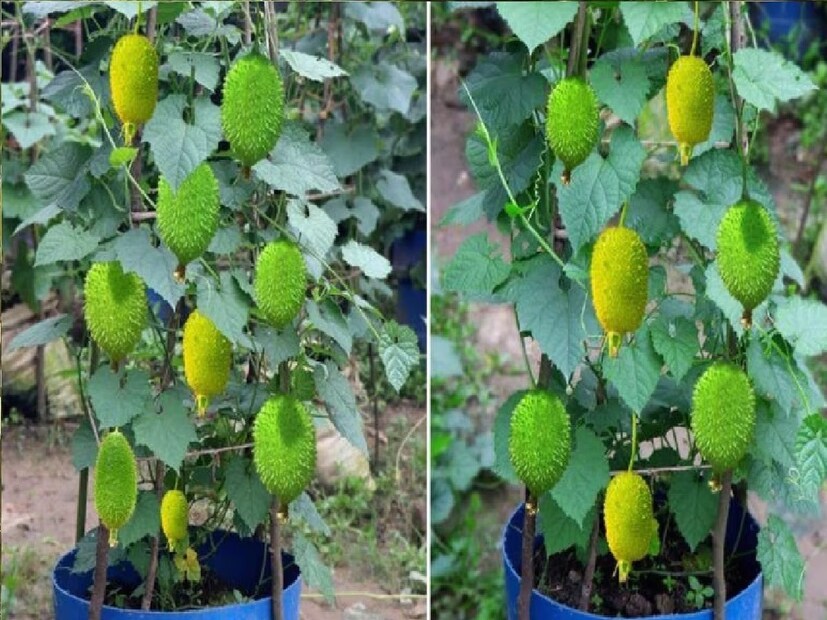 *প্রতি বছর বর্ষাকালে কাঁকরোলের চাহিদা থাকে বাজারে। সারা ভারতেই এই কাঁকরোলের উৎপাদন হয়। পশ্চিমবঙ্গের পাশাপাশি অন্ধ্রপ্রদেশের মানুষও এই সবজির খেতে পছন্দ করেন। সংগৃহীত ছবি।