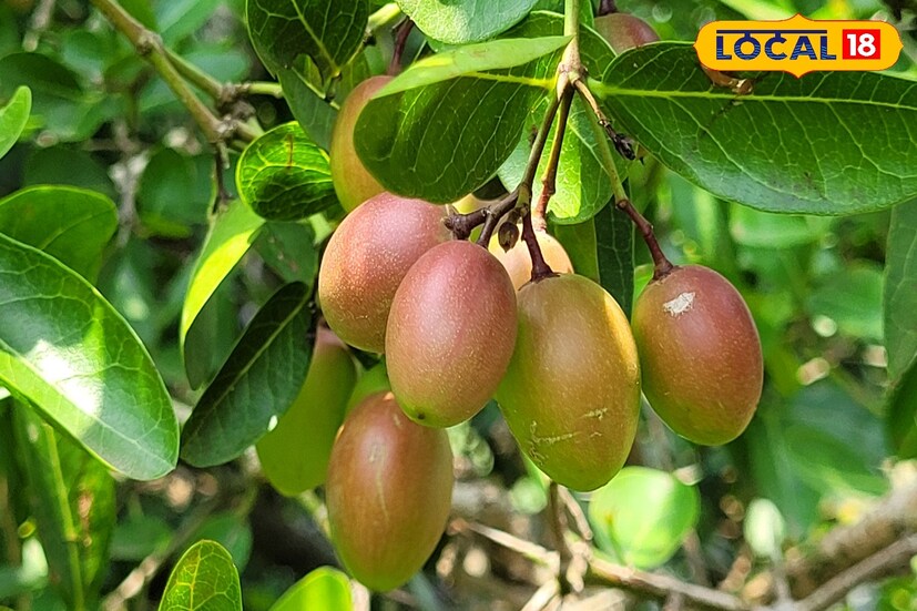 *প্রাচীন সময়ে নানা রোগের ওষুধ হিসেবে ব্যবহৃত হত। জঙ্গলমহলের মানুষ এই ফল এখনও রোগের চিকিৎসায় ব্যবহার করেন। জানা যায়, করমচা রক্ত চলাচল স্বাভাবিক রাখে, হৃদরোগের ঝুঁকি কমায়। কিডনির রোগ প্রতিরোধে করমচা সহায়ক।