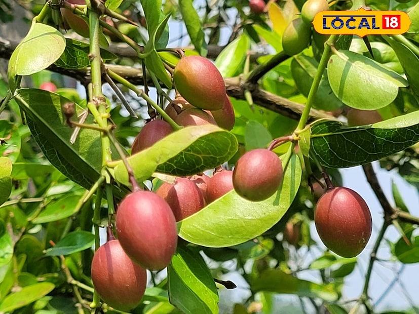 *করমচা ফল হিসেবে বেশ অবহেলিত হলেও পুষ্টিগুণ মোটেও অবহেলা করার মতো নয়। কার্বোহাইড্রেট, ভিটামিন, আইরন, ম্যাগনেসিয়াম, পটাশিয়াম কী নেই এই ফলে!