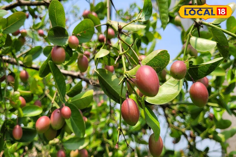*স্কার্ভি, দাঁত ও মাড়ির নানা রোগ প্রতিরোধে করমচা সাহায্য করে বলে মত বিশেষজ্ঞদের।