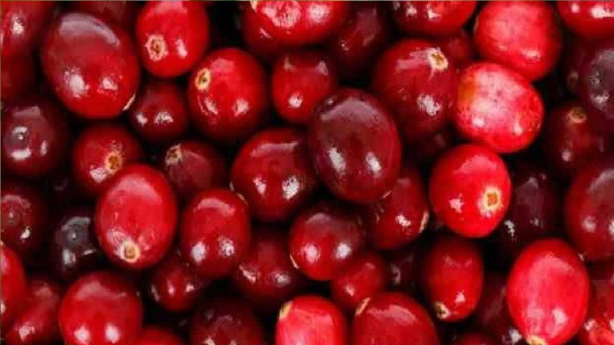 Health Tips: কুল বা চেরি নয়! সস্তার এই ফল বহু রোগের বংশ করে ধংস! বাজার খুঁজে এনে আজ থেকেই খান