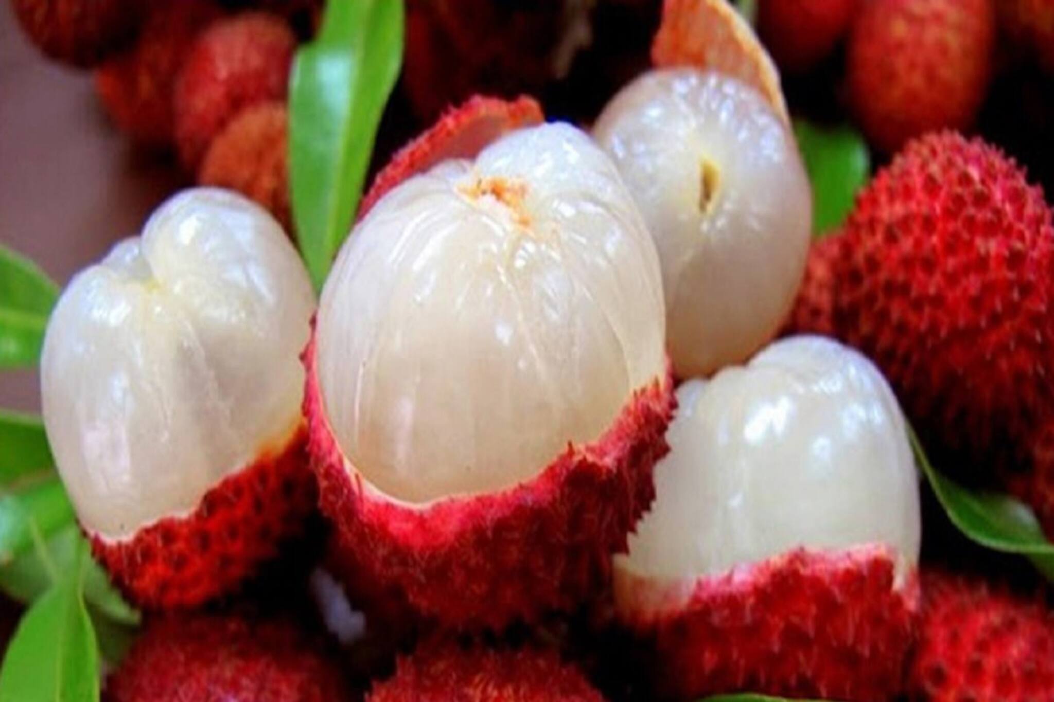 বছরে ২ মাস মেলে, রসে টইটুম্বুর এই ফল আপনার খাওয়া খুব জরুরি! কেন? অবশ্যই জানুন