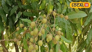 স্বাদে চিনির মতোই মিষ্টি, লিচুর মতো দেখতে অথচ আকারে ছোট এই ফলটির ঔষধি গুণ অতুলনীয়; রয়েছে ক্যানসার প্রতিরোধকারী উপাদানও স্বাদে চিনির মতোই মিষ্টি, লিচুর মতো দেখতে অথচ আকারে ছোট এই ফলটির ঔষধি গুণ অতুলনীয়; রয়েছে ক্যানসার প্রতিরোধকারী উপাদানও