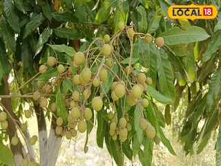 স্বাদে চিনির মতোই মিষ্টি, লিচুর মতো দেখতে অথচ আকারে ছোট এই ফলটির ঔষধি গুণ অতুলনীয়; রয়েছে ক্যানসার প্রতিরোধকারী উপাদানও