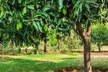 বাড়ির আমগাছই আপনাকে বসাবে টাকার পাহাড়ে! কিন্তু সামান্য এই ভুলেই তছনছ গোটা সংসার