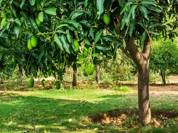 বাড়ির আমগাছই আপনাকে বসাবে টাকার পাহাড়ে! কিন্তু সামান্য এই ভুলেই তছনছ গোটা সংসার