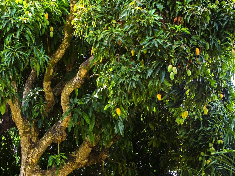 *জ্যোতিষ শাস্ত্র ও বাস্তুশাস্ত্র বিশারদ জানিয়েছেন, বাড়িতে থাকা সাধারণ আমগাছ বদলে দিতে পারে যে কোনও মানুষের ভাগ্য। এ ছাড়া আমের পাতা দিয়েও সমৃদ্ধি আনারও সহজ উপায় রয়েছে। সংগৃহীত ছবি। 