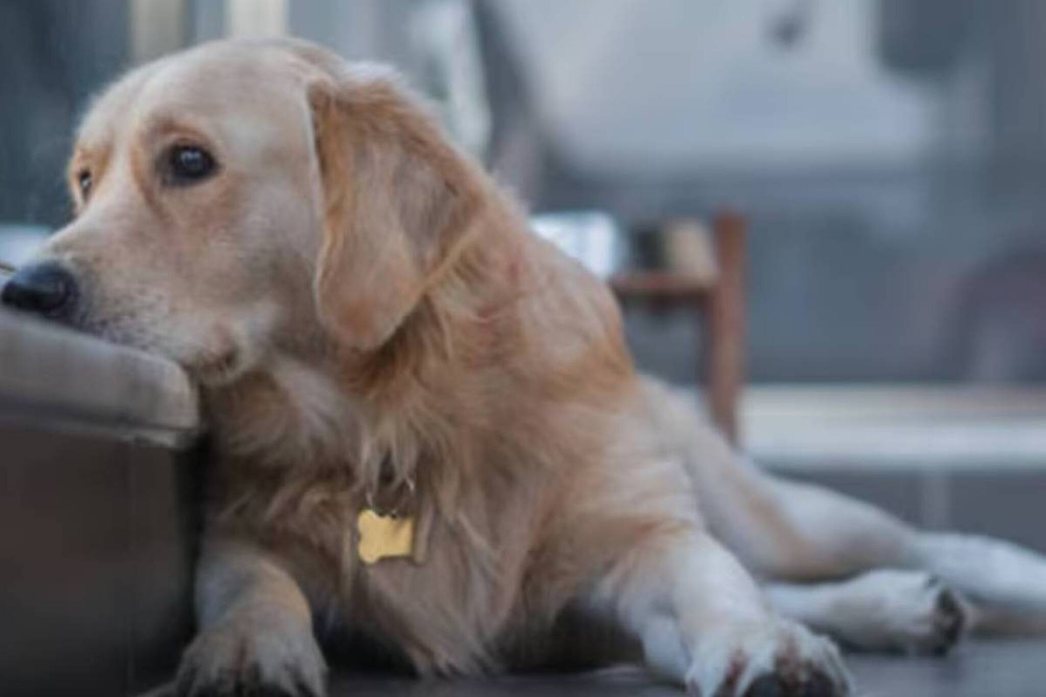 পোষ্য কিছু বলতে চাইছে? পোষা কুকুরের যন্ত্রণা বুঝবেন কীভাবে? সতর্ক হন লক্ষণে