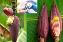 ব্লাড সুগার, হৃদরোগে ধন্বন্তরি! ওজন কমাতে অব্যর্থ! সুস্থ থাকতে মোচা খান এভাবে
