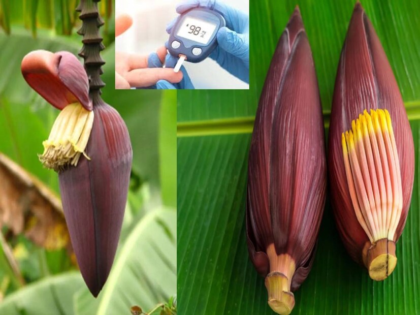 আমিষ, নিরামিষ-সহ নানা উপায়ে খাওয়া যায় মোচা। মূলত কলাগাছের ফুলকে বলা হয় মোচা। বাঙালি হেঁশেলে স্বাদের ভান্ডার হল মোচা।