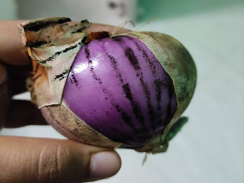 প্রতিটা বাঙালি পরিবারেই পেঁয়াজ একটি অতি ব্যবহৃত আনাজ৷ আমিষ তরি তরকারি করতে গেলেই আমরা সাধারণত পেঁয়াজের ব্যবহার করে থাকি৷ এছাড়া, স্যালাড বা পান্তা ভাত, বা মুড়ির সঙ্গেও কাঁচা পেঁয়াজ খেয়ে থাকি আমরা৷ পেঁয়াজ কাঁচা হোক কী রান্না করা, উভয়ই খাওয়া স্বাস্থ্যের জন্য ভাল৷