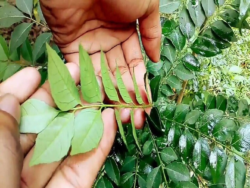 কারি পাতা হার্টের স্বাস্থ্যের জন্য খুবই উপকারী বলে মনে করা হয়। অনেক গবেষণায় দেখা গেছে যে, প্রতিদিন ৫-১০টি কারি পাতা চিবিয়ে খেলে তা শরীরের খারাপ কোলেস্টেরল কমাতে সাহায্য করতে পারে। এটি হার্ট অ্যাটাক এবং স্ট্রোকের ঝুঁকিও কমা সাহায্য করতে পারে।
