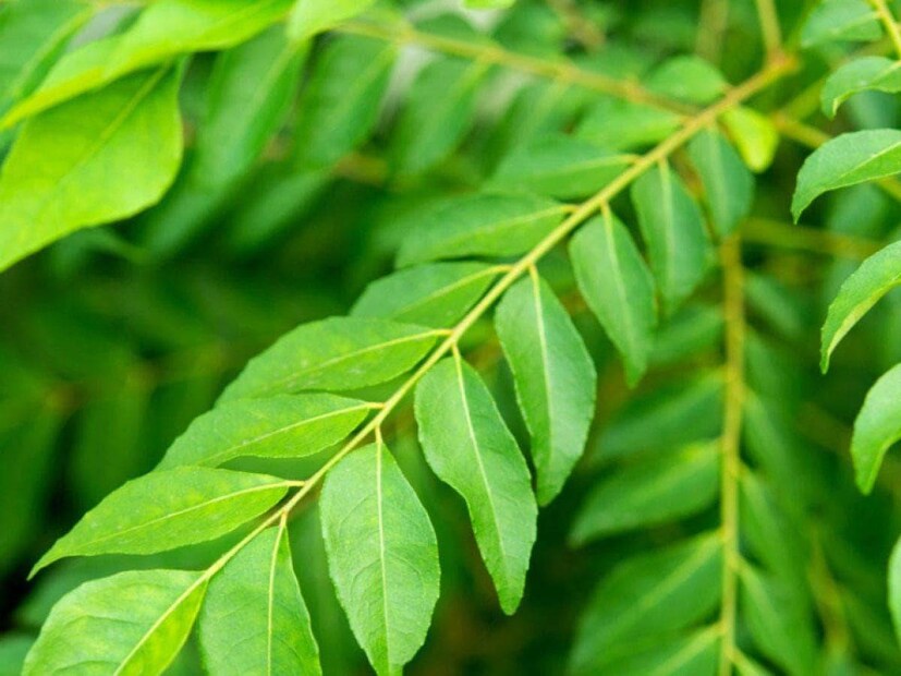 শুধু হৃদপিণ্ডই নয়, কারি পাতা মস্তিষ্ককেও সুস্থ রাখতে সাহায্য করে। অনেক গবেষণা দেখায় যে, কারি পাতা আপনার মস্তিষ্ক এবং স্নায়ুতন্ত্রকে শক্তিশালী করতে পারে। এই পাতাগুলো মস্তিষ্ককে রোগ থেকে রক্ষা করতে পারে। এই পাতাগুলি অ্যালঝাইমারের মতো নিউরোডিজেনারেটিভ রোগ থেকে রক্ষা করতে পারে।