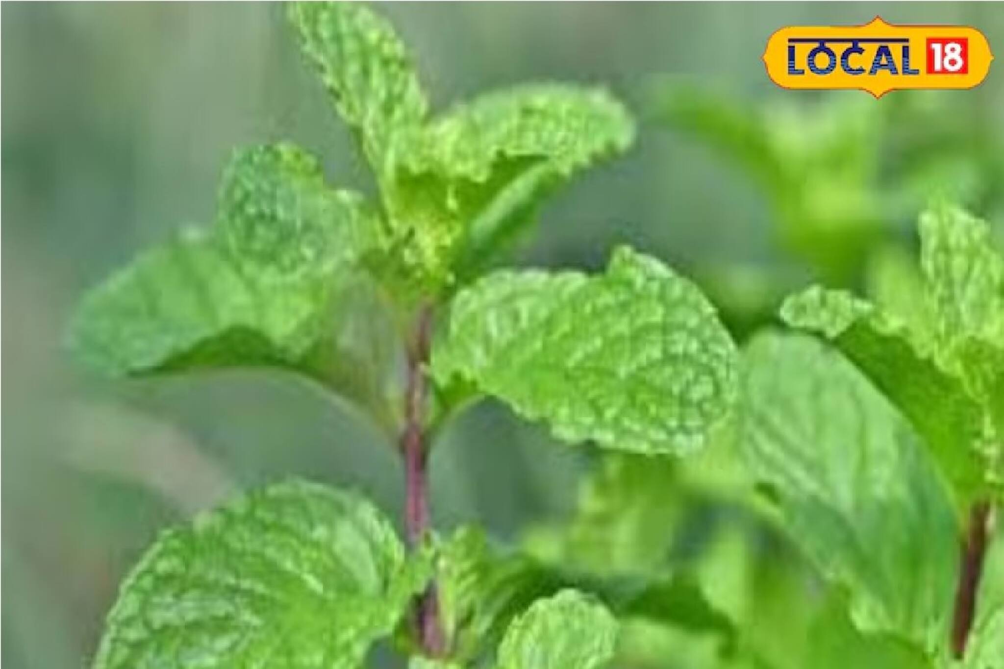 গরমে শরীর করে বরফের মতো ঠান্ডা,আবার সর্দি-কাশি সারাতে আয়ুর্বেদের মোক্ষম উপাচার