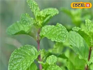 গরমে শরীর করে বরফের মতো ঠান্ডা,আবার সর্দি-কাশি সারাতে আয়ুর্বেদের মোক্ষম উপাচার