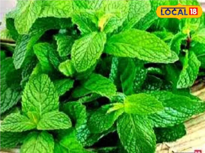 মজার বিষয় হল, পুদিনা শুধু খাদ্যসামগ্রী হিসেবেই ব্যবহৃত হয় না। বিভিন্ন রোগ নিরাময়ের ক্ষেত্রেও এর জুড়ি মেলা ভার। কারণ পুদিনা শরীর ঠান্ডা করার পাশাপাশি আমাদের শরীরকে অনেক রোগের সঙ্গে লড়াই করার জন্যও প্রস্তুত করে।