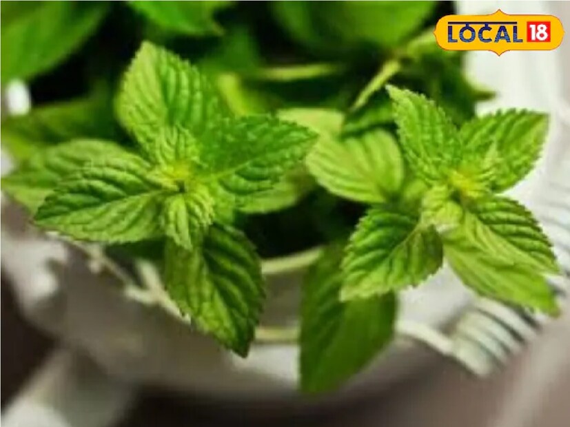 ডা. মকরন্দ কুমার আরও বলেন যে, পুদিনা পাতা শরীরের জলের চাহিদা পূরণ করতে সক্ষম। আর শরীরকে হাইড্রেটেড রাখতেও সাহায্য করে। এখানেই শেষ নয়, এটি হিটস্ট্রোকের হাত থেকেও আমাদের রক্ষা করে। পেট এমনকী শরীরও ঠান্ডা রাখতে সক্ষম পুদিনা। ফলে গরমের দিনে এটি নিয়মিত সেবন করলে তাপপ্রবাহের ঝুঁকি থেকে রক্ষা পাওয়া সম্ভব। অর্থাৎ প্রবল গরমেও শরীরকে স্বস্তি দিতে পারে এই পাতা।