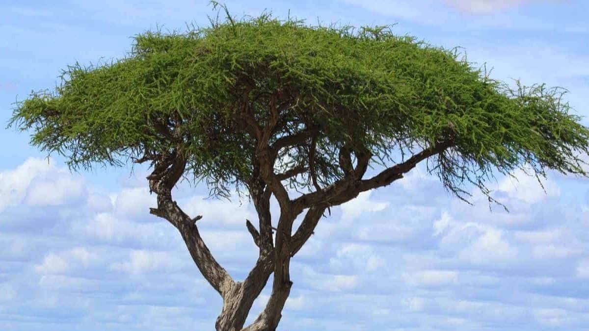 Medicinal Tree: ছাল-পাতা-বীজ, এই গাছ আগাগোড়াই 'মহৌষধ', মুখের ঘা ...